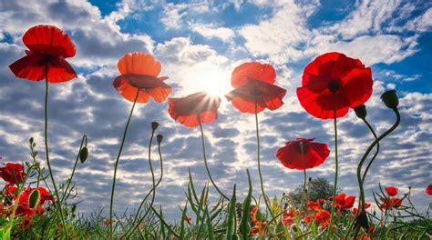Remembrance Services 12th November 2023